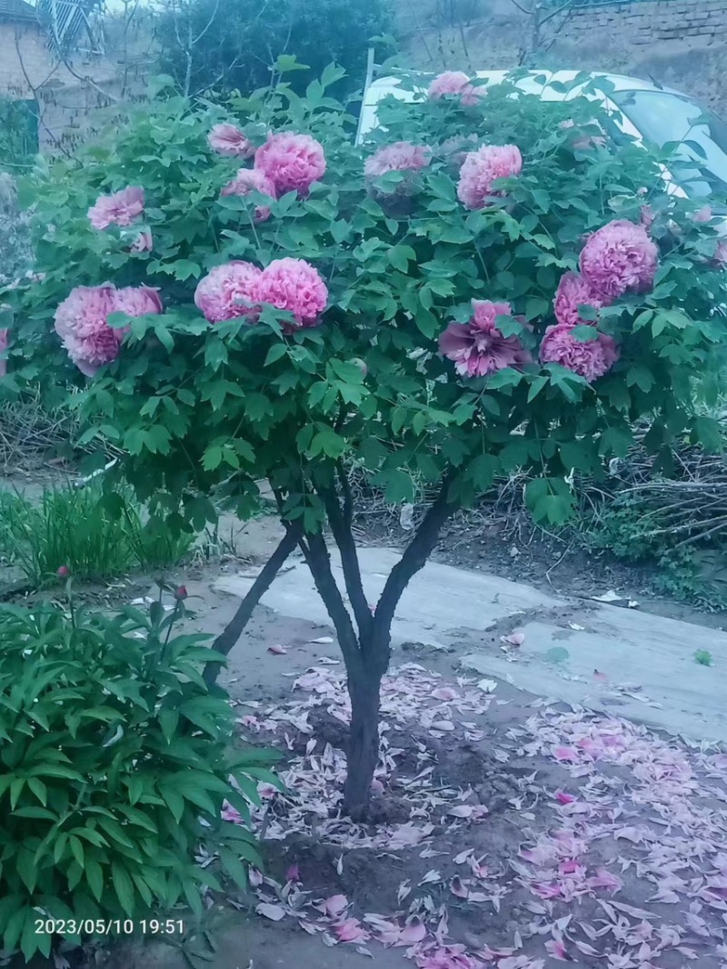 紫斑牡丹花树