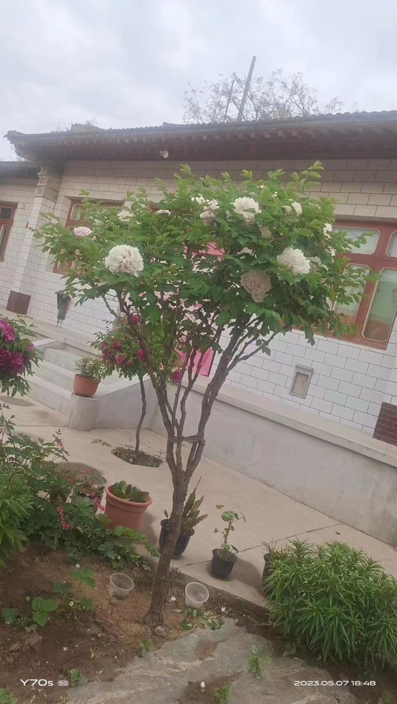 紫斑牡丹花树