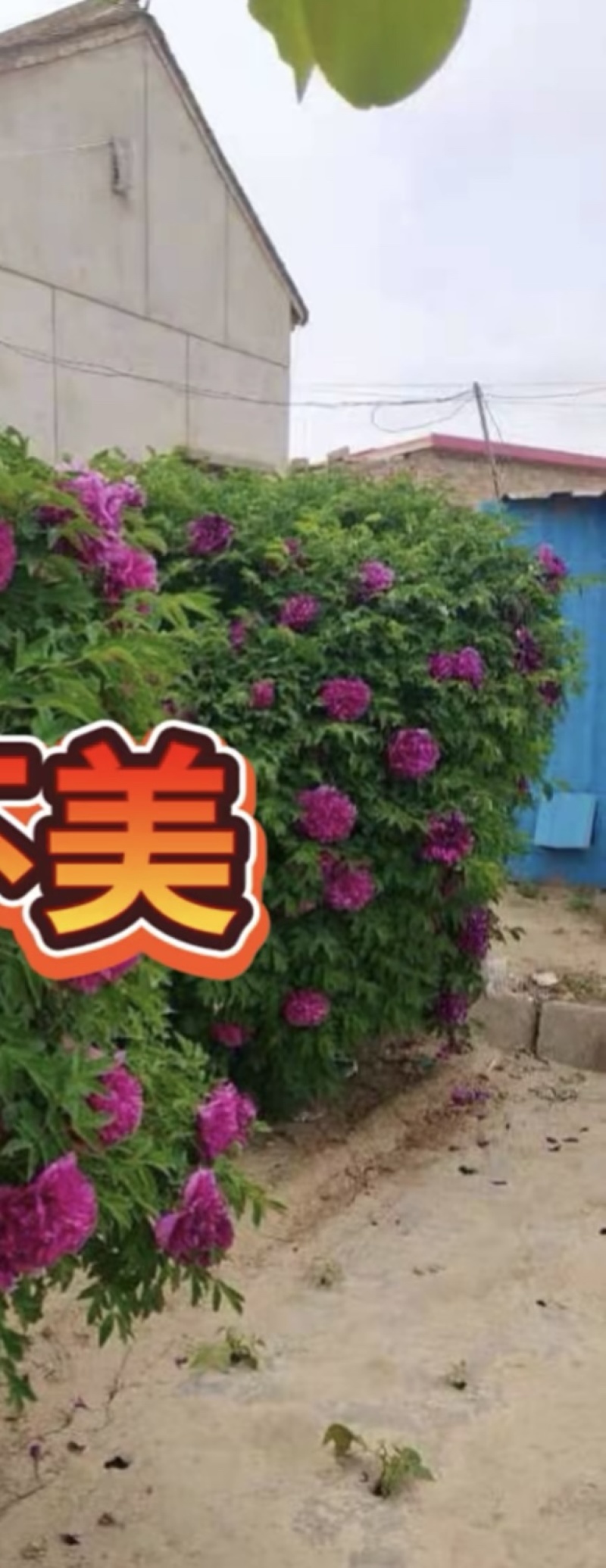 紫斑牡丹花树