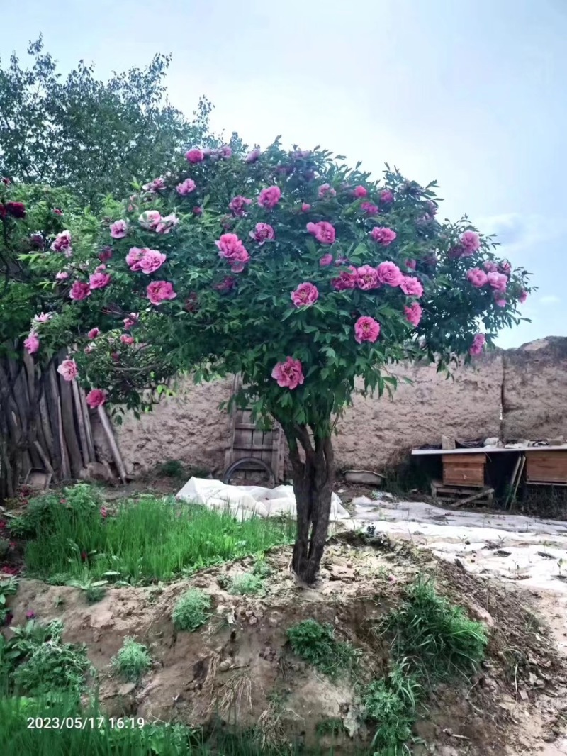 紫斑牡丹花树