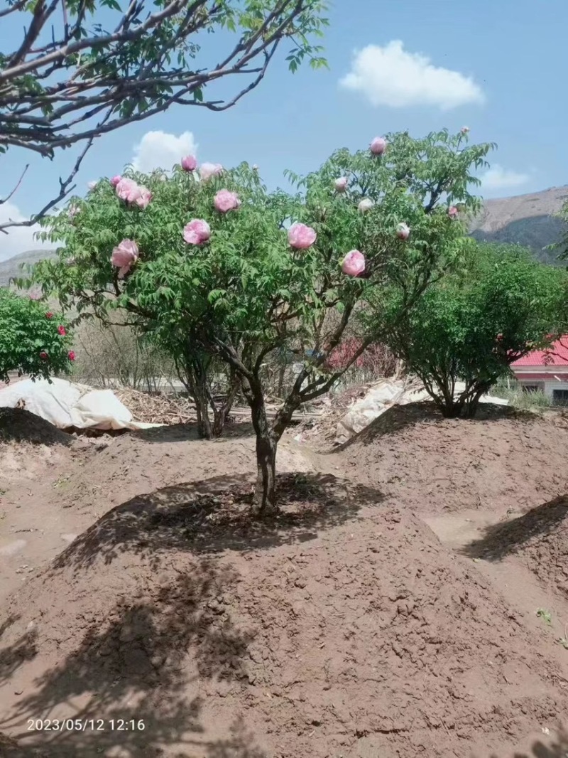 紫斑牡丹花树
