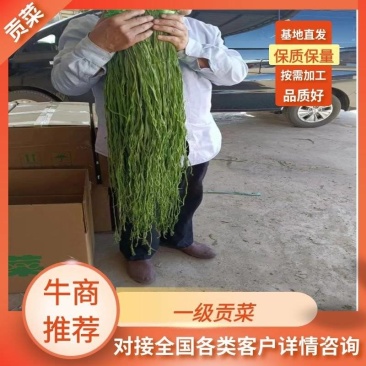 贡菜干，加工基地直发，量大优惠，质量保