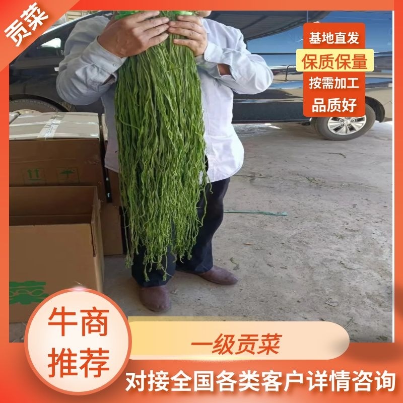 贡菜干，加工基地直发，量大优惠，质量保