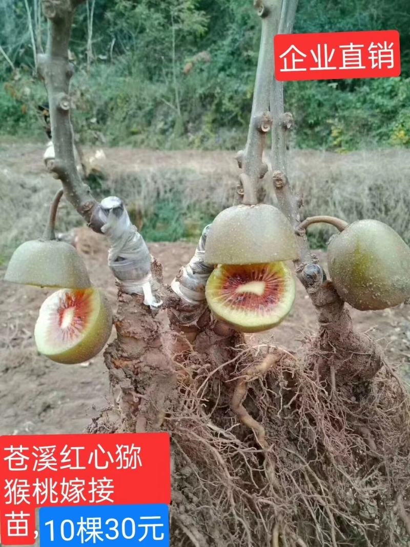 红心猕猴桃嫁接苗，基地直发品种保证正品量大从优