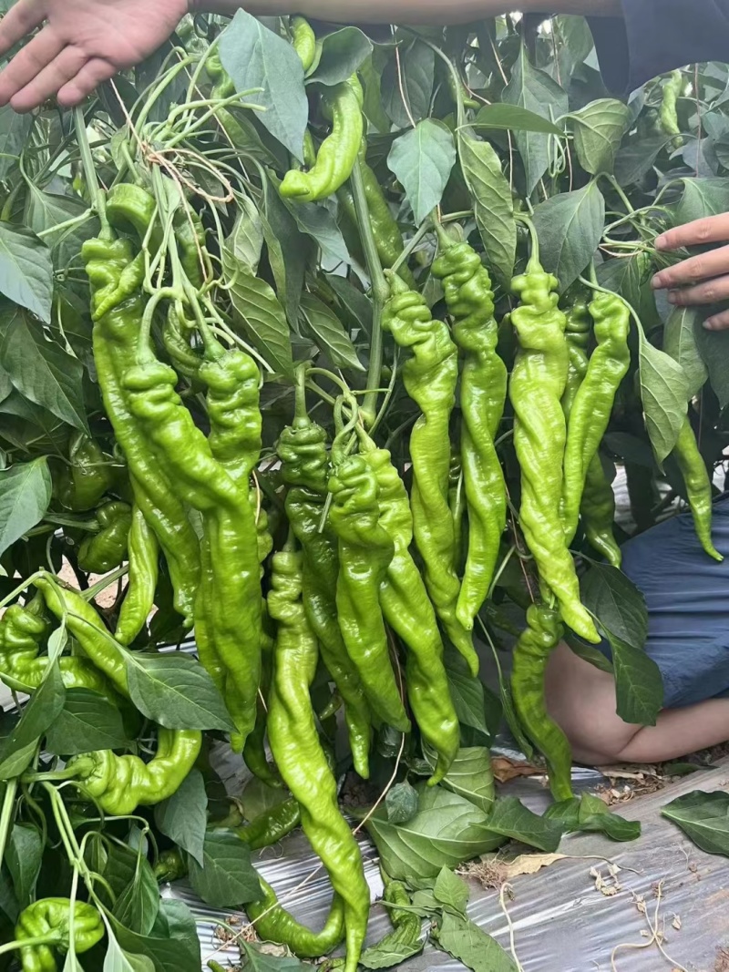 辣椒甘肃精品陇椒螺丝椒，产地直发，对接电商超市各大平台