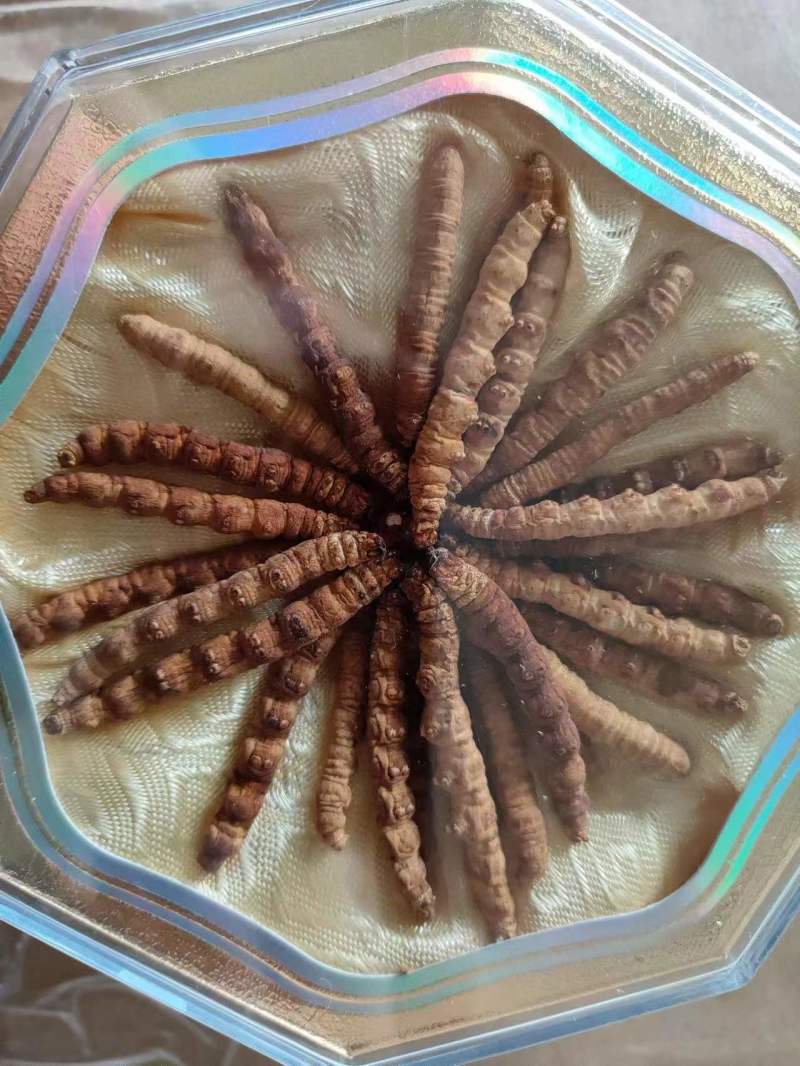冬虫夏草虫草祥泰药材栈中药材批发零售实物拍摄量多从优