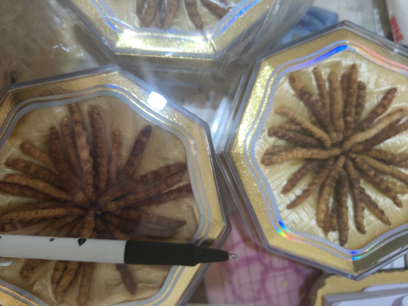 冬虫夏草虫草祥泰药材栈中药材批发零售实物拍摄量多从优