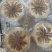 冬虫夏草虫草祥泰药材栈中药材批发零售实物拍摄量多从优
