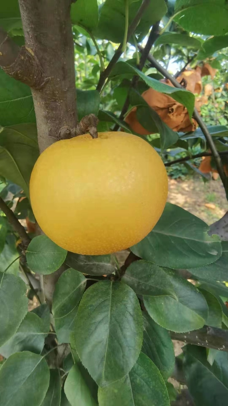 十年老店，只卖真苗！夏之蜜梨梨树苗，新品种早熟青脆梨梨苗