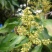 云南蜂蜜百花蜜一瓶2斤装包邮一件代发
