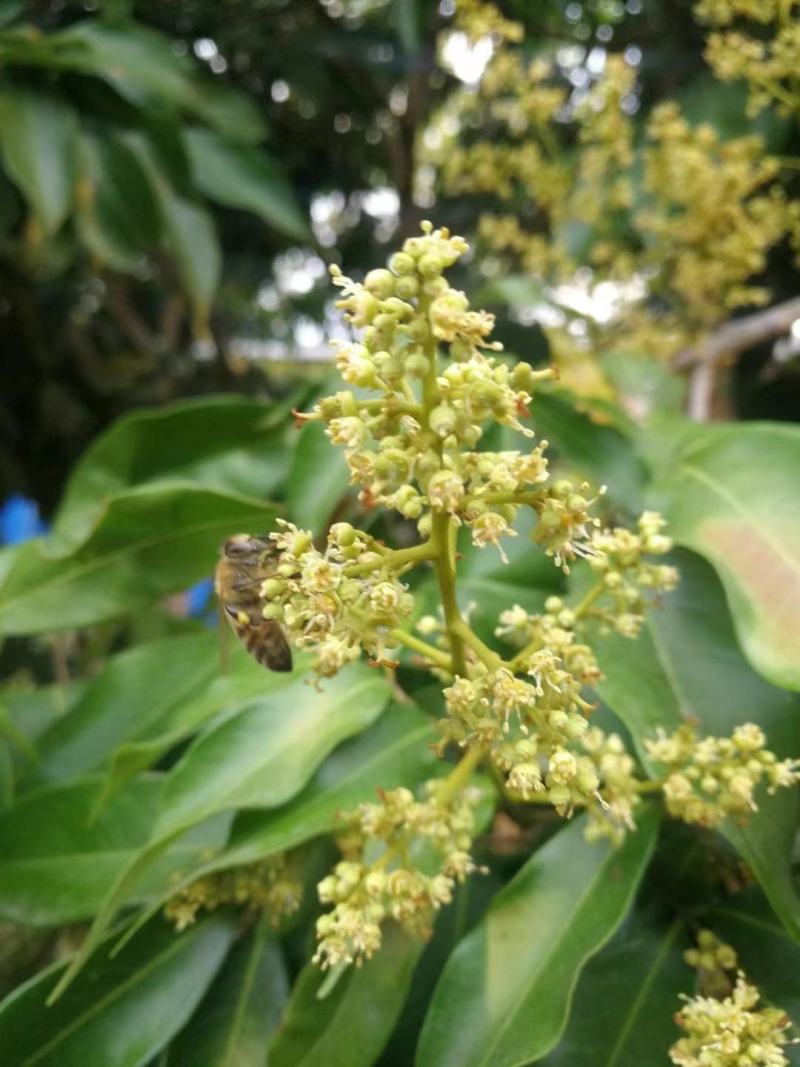 云南蜂蜜百花蜜一瓶2斤装包邮一件代发