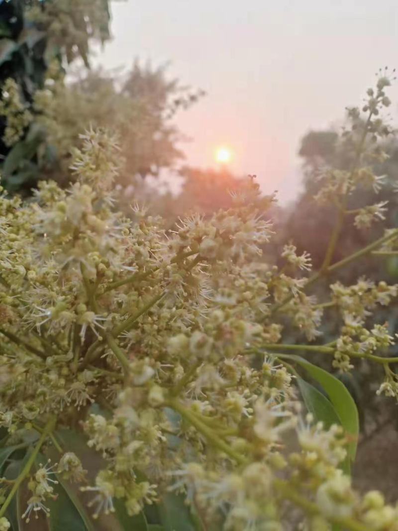 云南蜂蜜百花蜜一瓶2斤装包邮一件代发