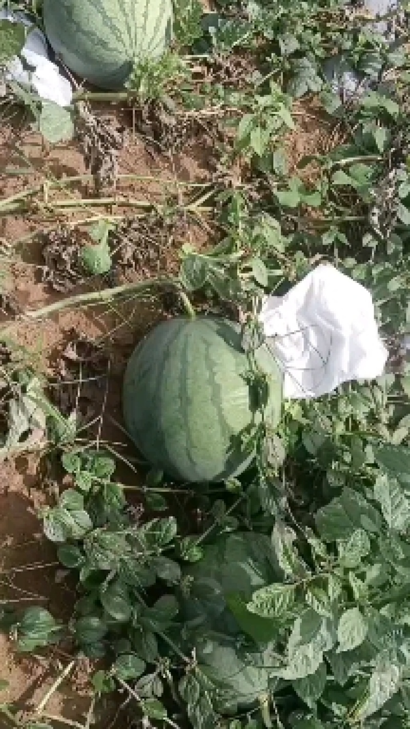 花无籽西瓜