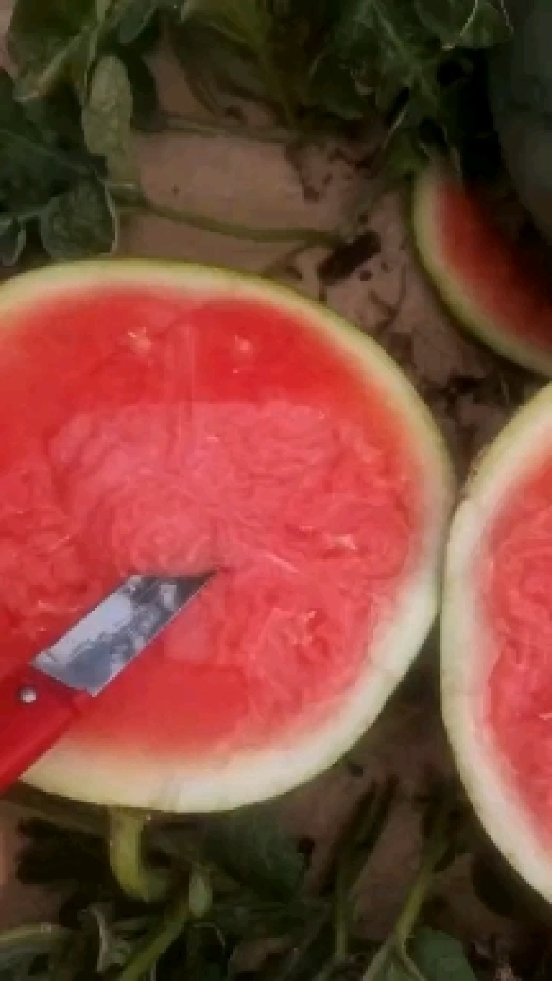 花无籽西瓜
