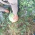 花无籽西瓜