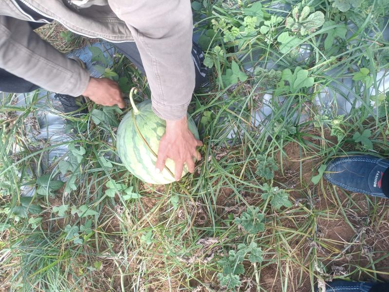 花无籽西瓜