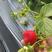 红宝石草莓，红玉草莓，红颜草莓，章姬草莓，香野草莓等