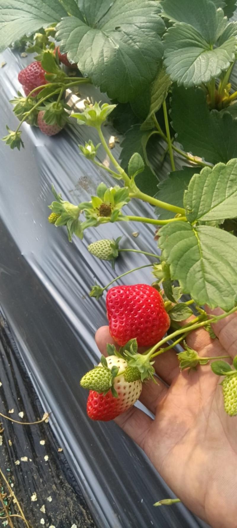 红宝石草莓，红玉草莓，红颜草莓，章姬草莓，香野草莓等