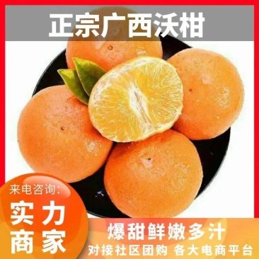 广西武鸣沃柑供电商全平台多多仓供应一件代发