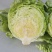 生菜，结球生菜
