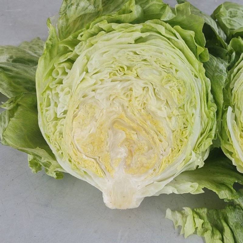 生菜，结球生菜
