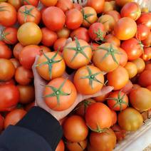 云南大红西红柿，高原红土种植，口感酸甜，可全年供应，量大价优
