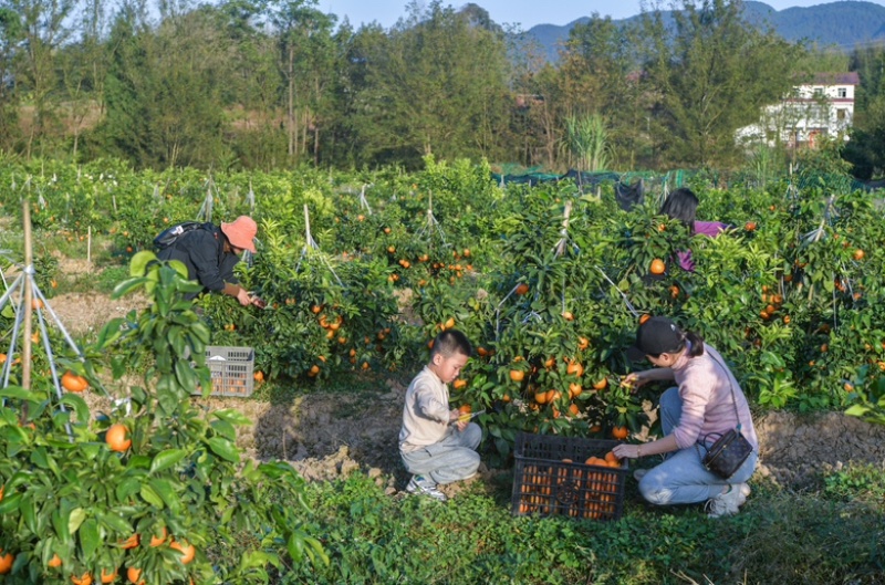 爱源果冻橙，易化渣，水分充足