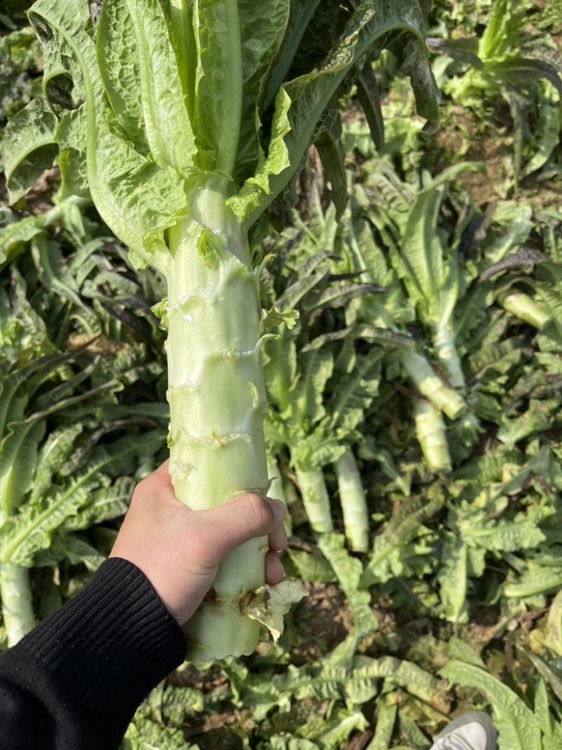 大量供应，电商平台，各大市场，价格实惠，产地直发。