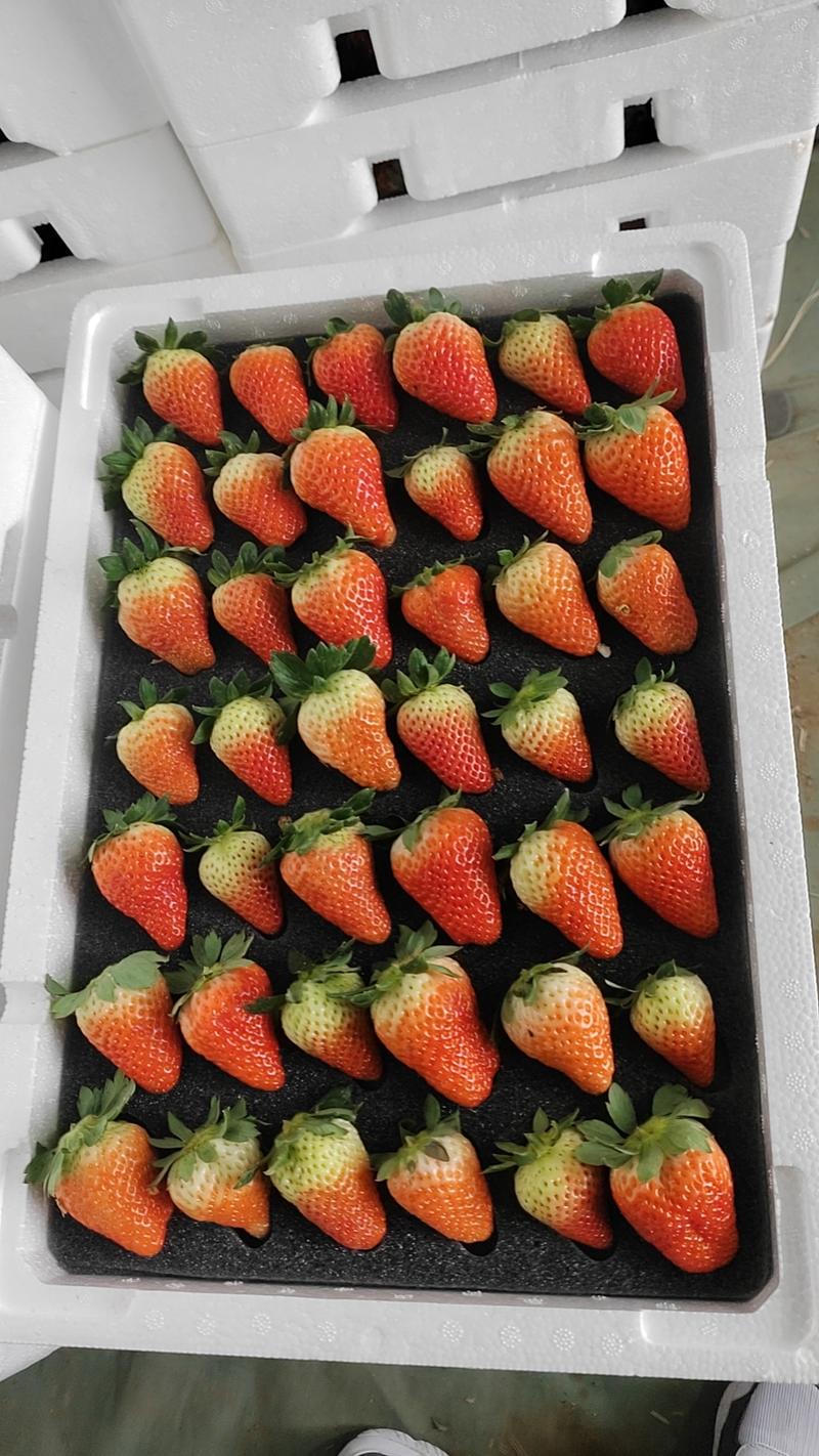 联盟草莓