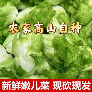 [热卖]四川绵阳儿菜产地直发高山儿菜现摘现发