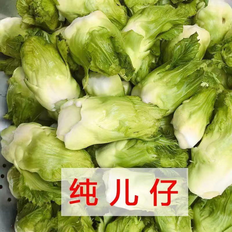 [热卖]四川绵阳儿菜产地直发高山儿菜现摘现发