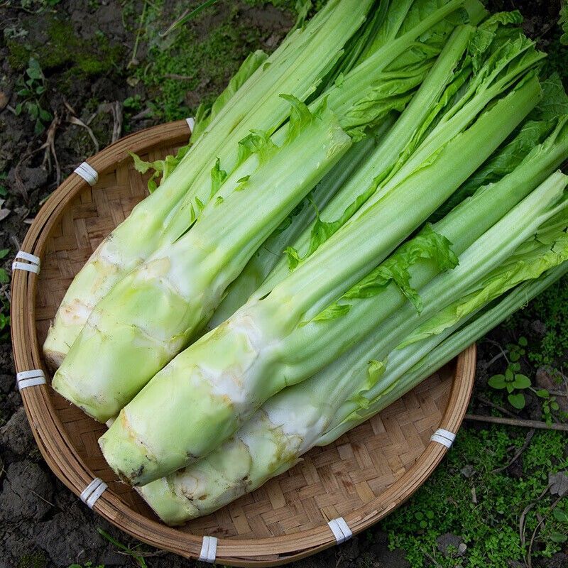 [精选]四川绵阳棒菜产地直发专业代办现摘现发