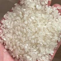 珍珠米排产量大的来