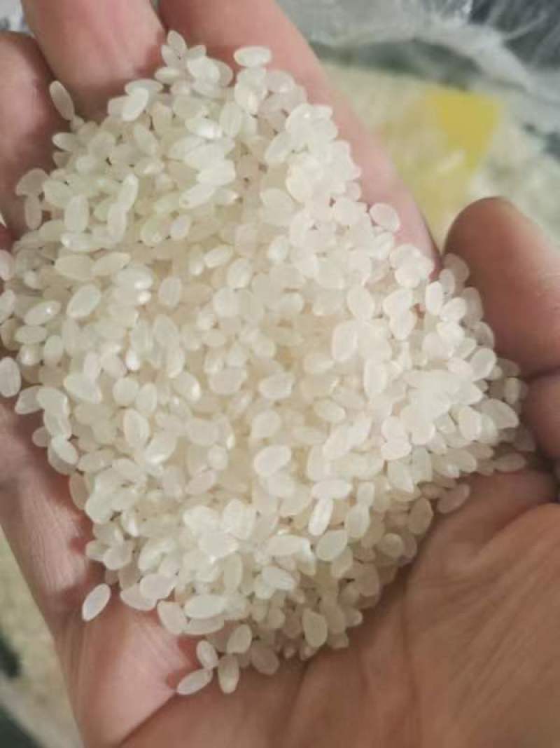 珍珠米排产量大的来