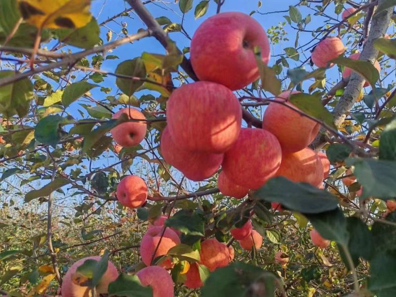 山西纸加膜红富士苹果，果面干净，脆甜可口。对接全国。