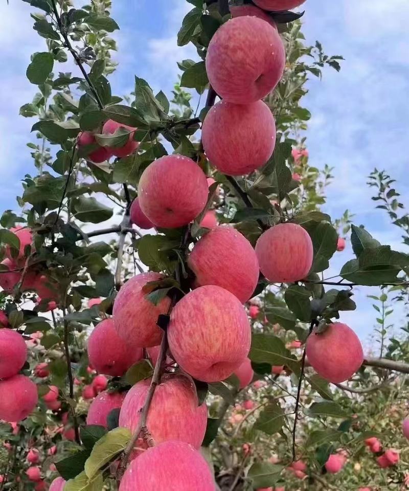 山西纸加膜红富士苹果，果面干净，脆甜可口。对接全国。