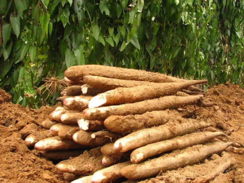 精品石屏山药一手货源量大从优欢迎老板来电咨询