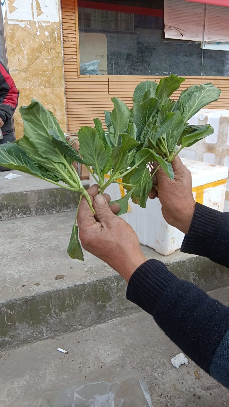 蔬菜苗圃，种植基地