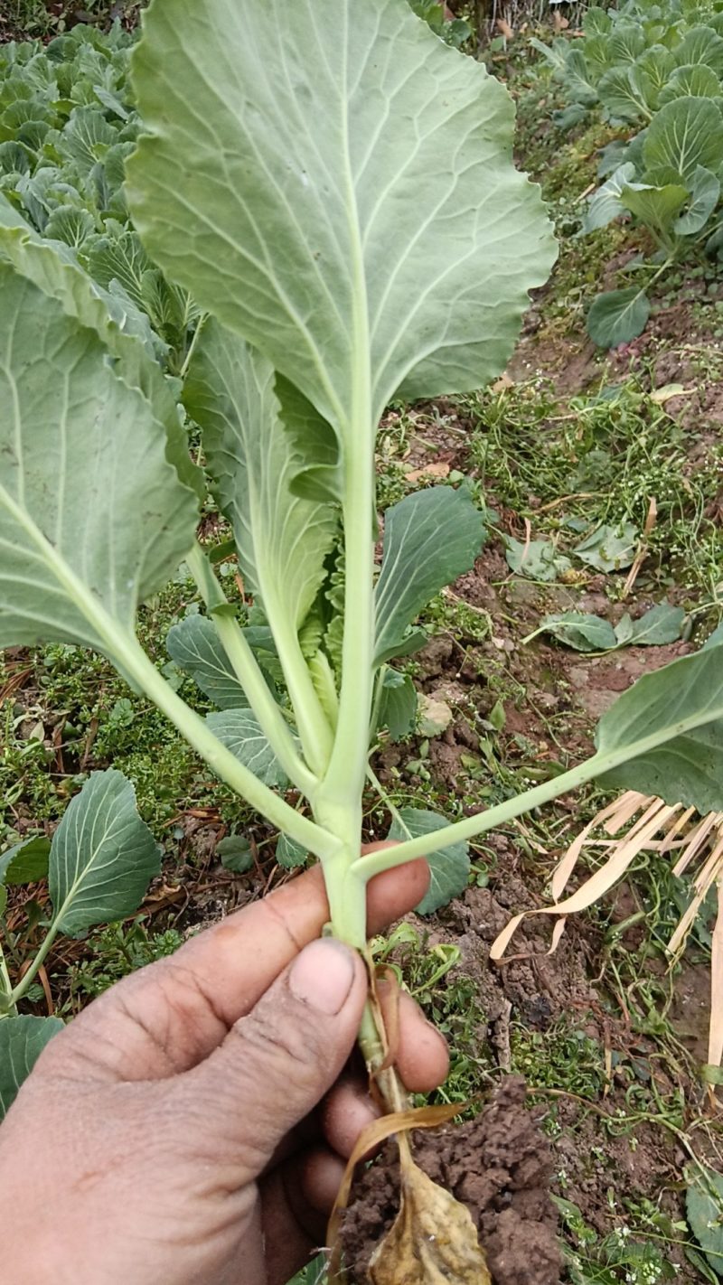 蔬菜苗圃，种植基地