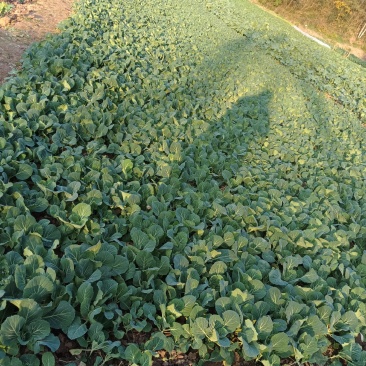 蔬菜苗圃，种植基地