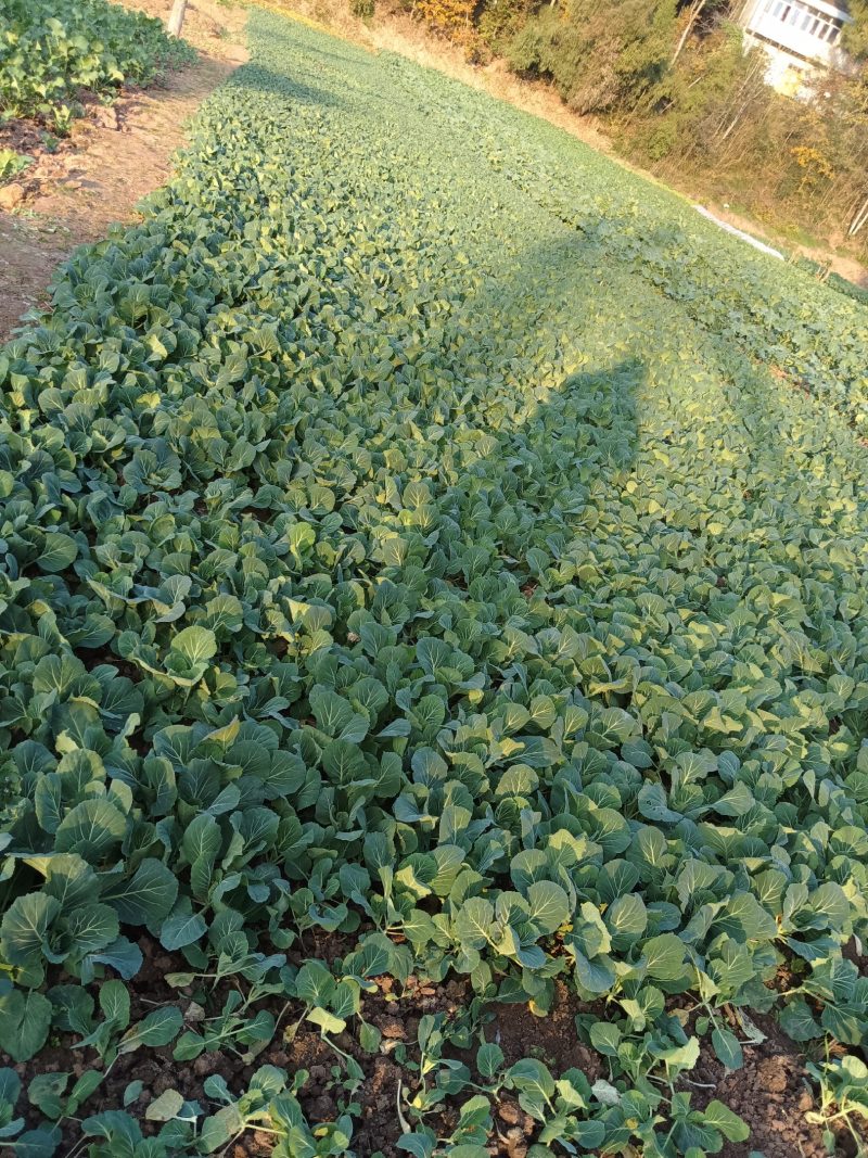 蔬菜苗圃，种植基地