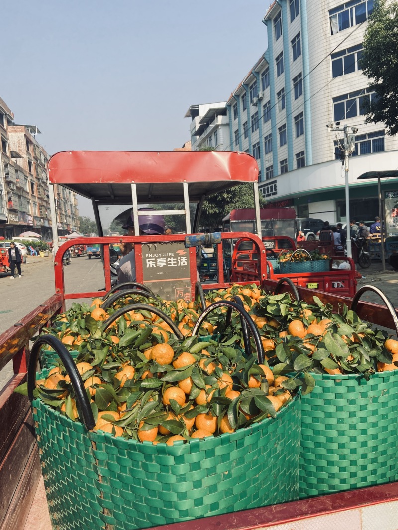砂糖橘大量上市