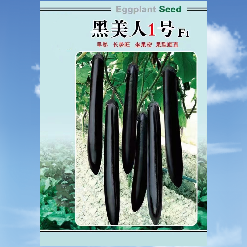 黑美人1号细长茄种子粗5厘米左右果长32-40厘米