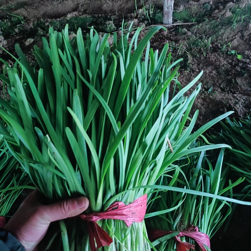 韭菜大量