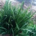 韭菜大量