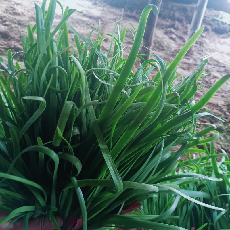 韭菜大量