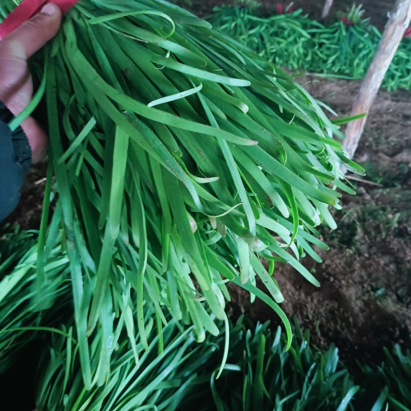 韭菜大量