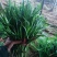 韭菜大量