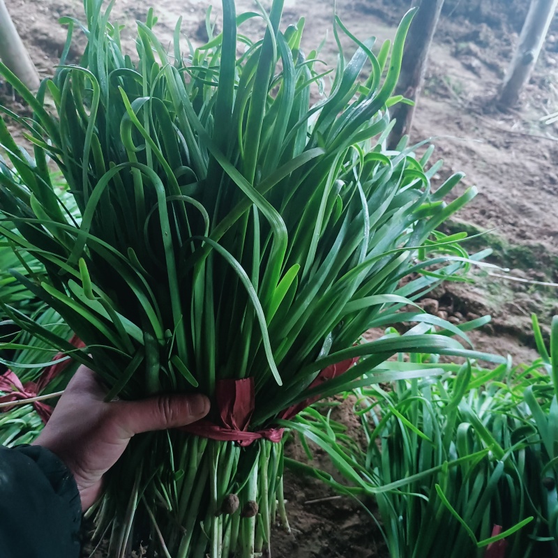 韭菜大量