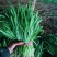 韭菜大量